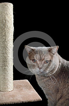 Cat Scratching Post Cutout