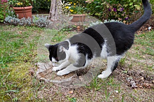Cat scratching a tree stump