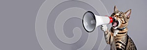 Cat screams into a megaphone on a grey background.Pet with a loudspeaker. Creative concept banner for advertisement design.