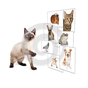 Cat Scrolling Pet Photo Wall