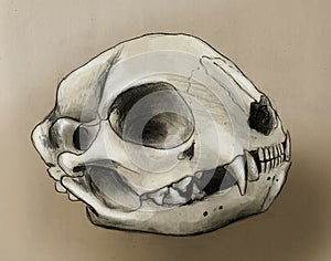 Cat scull