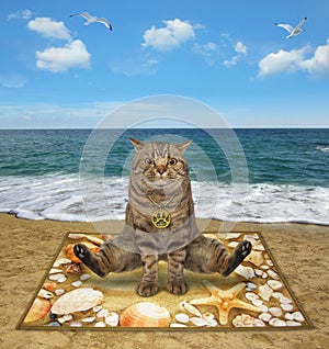 Cat on sea mat doing yoga on beach 2