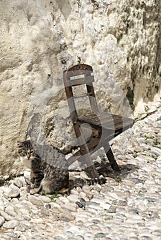 Cat and seat Cobbled Street old town Rhodes Greece.