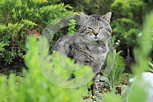 Cat in seedbed photo