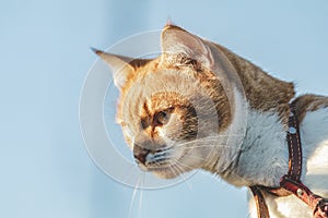 Cat that sees a threat is preparing for a jump, a cat`s emotions close up