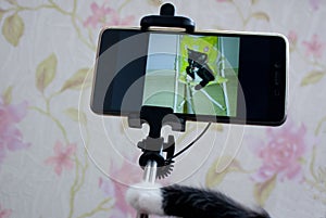 Cat selfie. A pet's perspective.