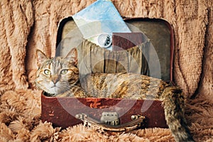 Cat with a serious intent to travel.