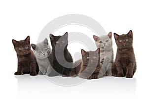 Cat. Several small british kittens on white background