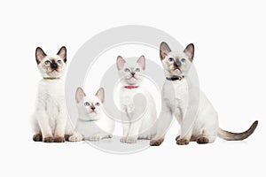 Cat. Several thai kittens on white background