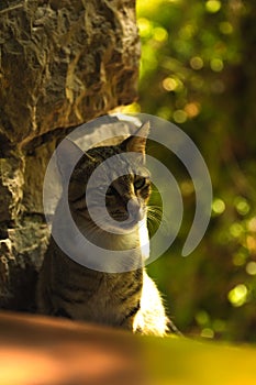 The cat in the shade of the trees went to the restaurant at the table to the visitors in the cafe