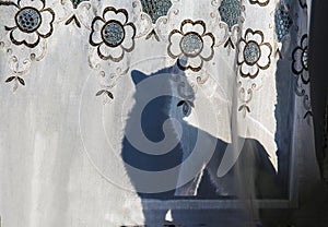 cat shadow on curtain