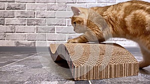 cat sharpening claws on the scratching post at gray wall