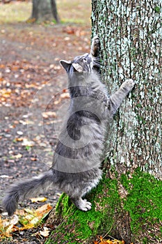 Cat sharpening its claws on a tree