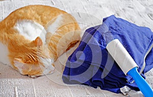 Cat shedding, blue jacket full of animal`s hair and lint remover.