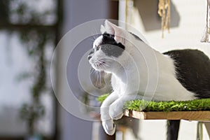 A cat on a shelf