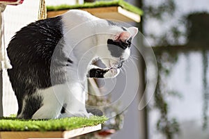 A cat on a shelf