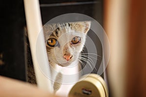 Cat with shining yellow eyes...!!! photo