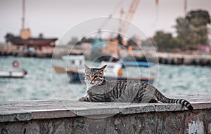 Cat and ships.