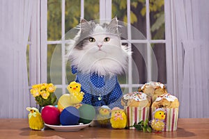 Cat shirt greets guests at Easter