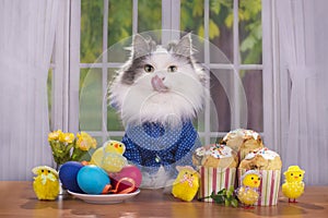Cat shirt greets guests at Easter