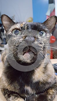 A cat with the shocked face