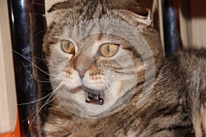 The cat is shocked by what is happening. Striped lop-eared fat cat