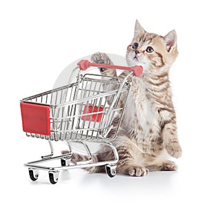 Cat with shopping img