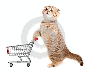 Cat with shopping img