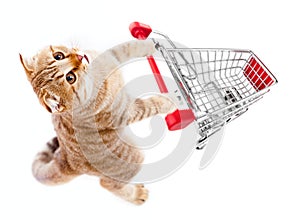 Cat with shopping img