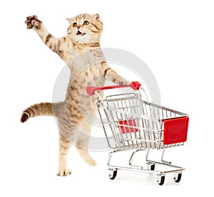 Cat with shopping cart on white