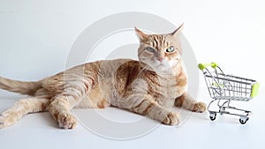 Cat with shopping cart on white background. Laying, scratching and yawning, looking calm and peaceful. Small miniature shop trolle