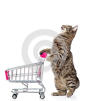 Cat with shopping trolley. on white background