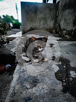 Cat`s attitude photo