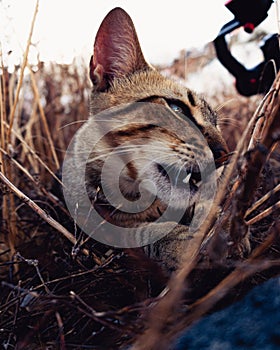 Cat showing her teeth