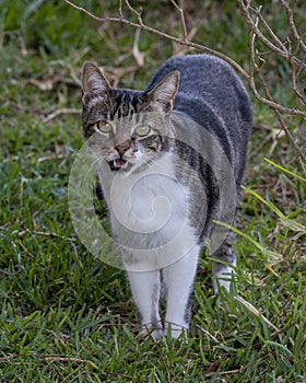 Cat showing it`s teeth in Lisbon, Portugal.