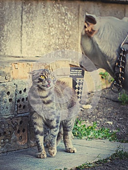 Cat shows dog language