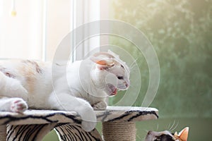 The cat shows signs of anger, irritability and emotional threat coming out of the fear. photo