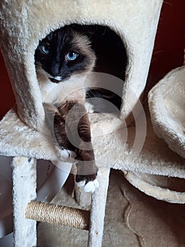 Cat  siamese  scratcher Blueyes