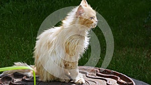 A cat with sick eyes turns its head and looks at the camera. A red cat is warming itself in the sun.