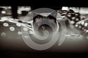 Cat sight monochrome