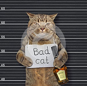 Cat with sign and rum in prison