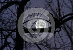 Cat Silhouette in a Tree with Full Moon Glowing
