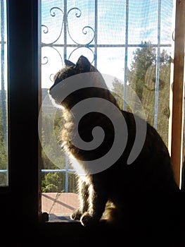 Cat Silhouette in Window