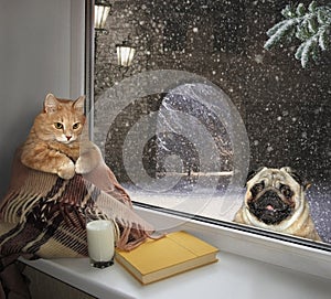 Cat on the sill and a dog outside