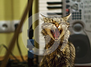 Cat sings in a music studio on the piano background