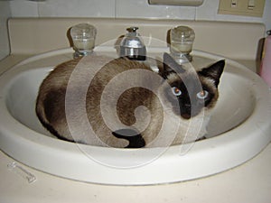 Cat in a sink blueeyed photo