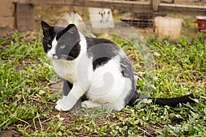 Cat Sit On Grass In Village In Summer