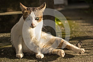 Cat sit on ground