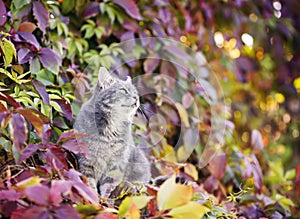 Cat sit in the  sunny garden among the colorful leaves of a bright plant grapes