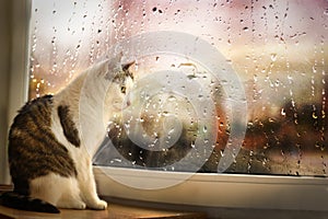 Cat sit on windowsill watch rainy street though the window covered with rain drops